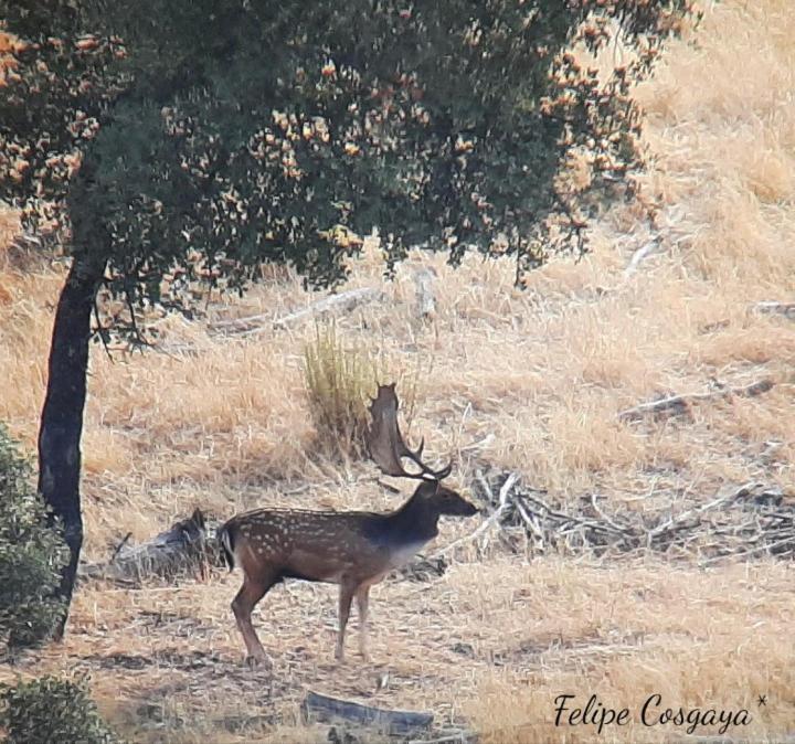 Casa Rural Albahaca Herrera del Duque Dış mekan fotoğraf